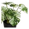 Monstera